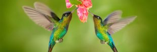 Abeilles, papillons et plantes indigènes, citoyens d'honneur à Curridabat au Costa Rica