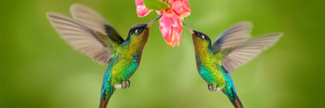 Abeilles, papillons et plantes indigènes, citoyens d’honneur à Curridabat au Costa Rica