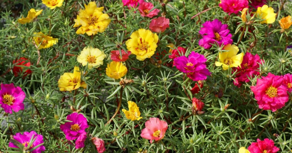 Faire prospérer le pourpier fleur, magnifique plante d’ornement méconnue