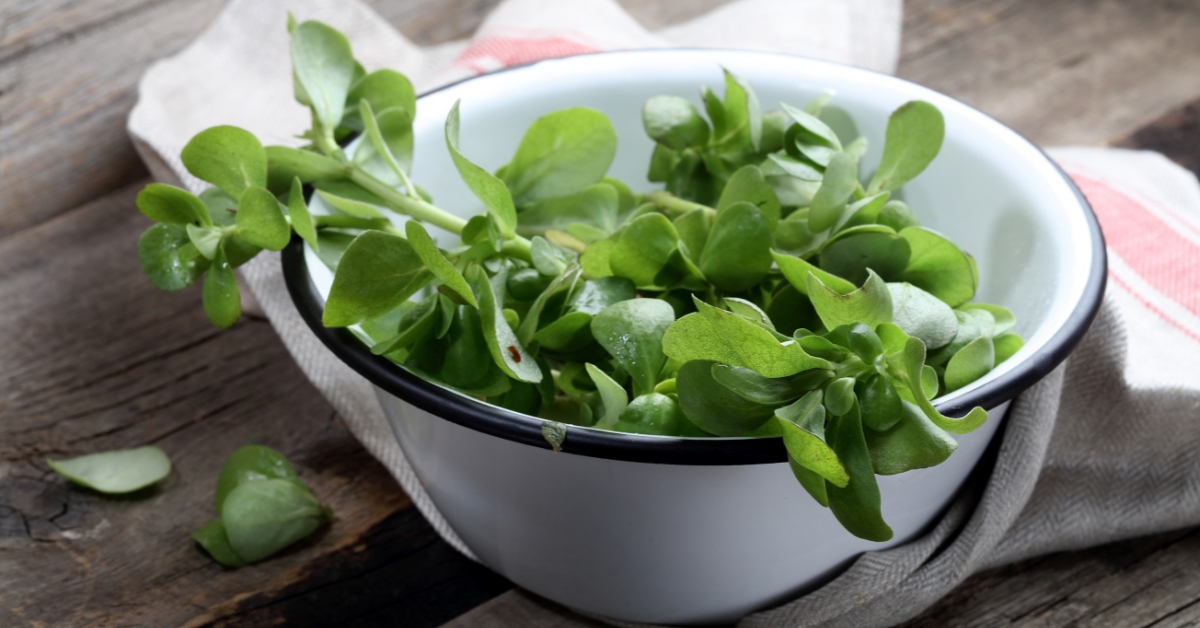 Le pourpier, un légume oublié aux multiples bienfaits Le pourpier, un légume oublié aux multiples bienfaits