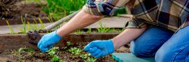 Jardiner en mai : jardin et potager au printemps