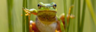 Dans la famille Biodiversité ordinaire, protégeons la rainette verte