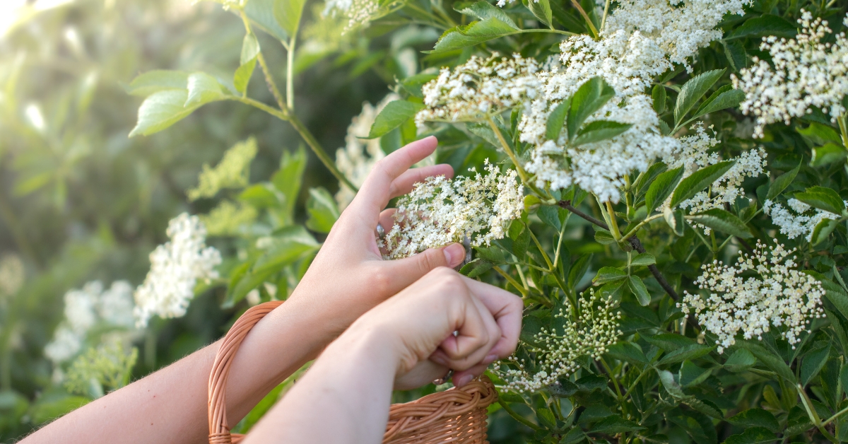 Goûtez les fleurs de sureau... La récolte a commencé ! Goûtez les fleurs de sureau... La récolte a commencé !