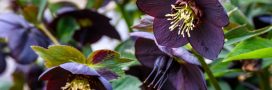 Printemps ou automne : plantez les hellébores ou roses de Noël Printemps ou automne : plantez les hellébores ou roses de Noël