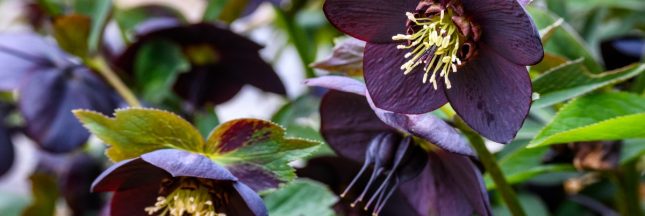 hellebores