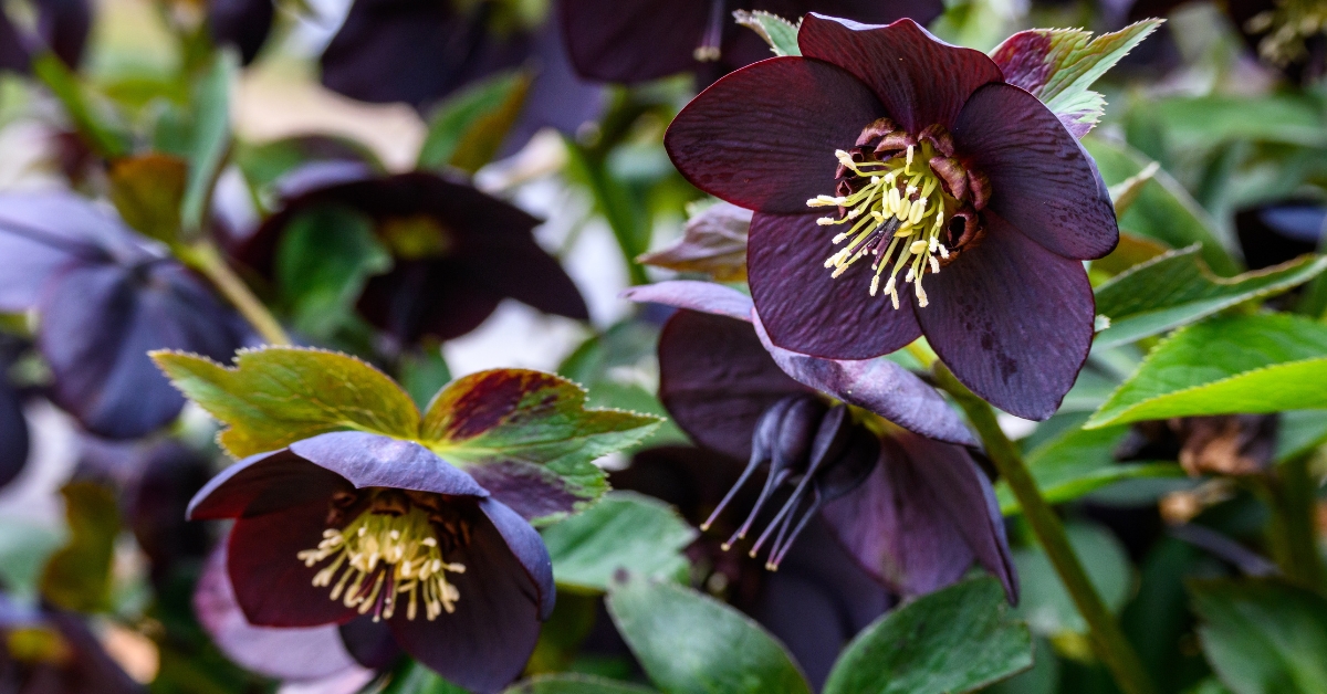 Printemps ou automne : plantez les hellébores ou roses de Noël Printemps ou automne : plantez les hellébores ou roses de Noël