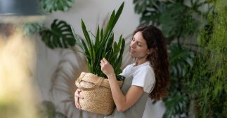 Les soins à apporter aux plantes d'intérieur en mai Les soins à apporter aux plantes d'intérieur en mai