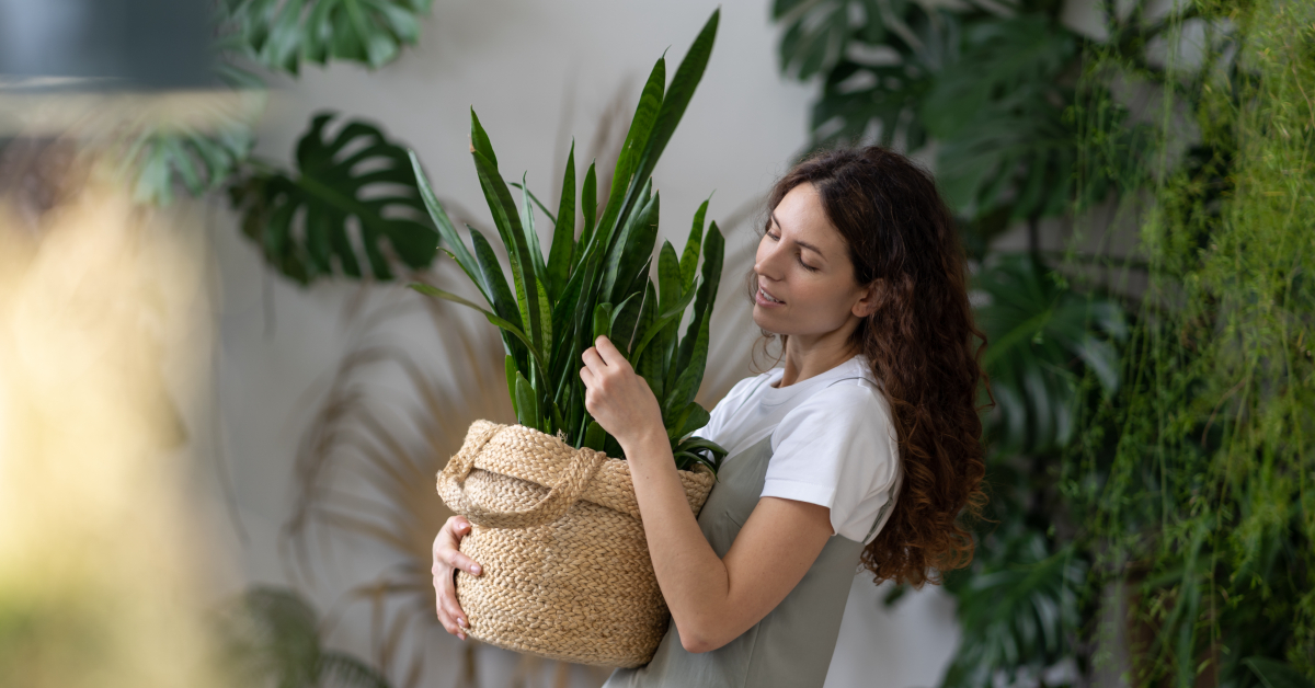 Les soins à apporter aux plantes d'intérieur en mai Les soins à apporter aux plantes d'intérieur en mai