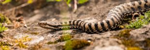 Dans la famille Biodiversité ordinaire, protégeons la vipère aspic