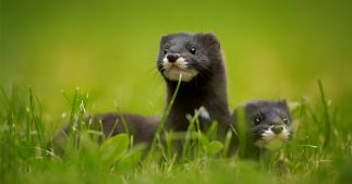 Dans la biodiversité ordinaire, sauvons le vison d'Europe Dans la biodiversité ordinaire, sauvons le vison d'Europe