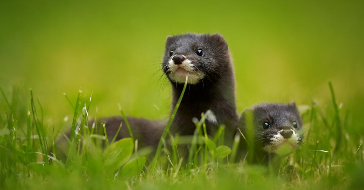 Dans la biodiversité ordinaire, sauvons le vison d'Europe