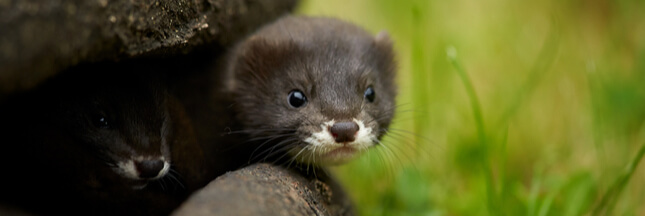 Dans La Biodiversite Ordinaire Protegeons Le Vison D Europe