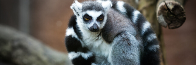 Benoît Quintard, vétérinaire au zoo de Mulhouse, nous parle des animaux confinés