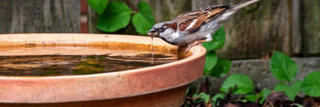 Pour aider les oiseaux, installez-leur un abreuvoir avec nos 3 idées de récup'
