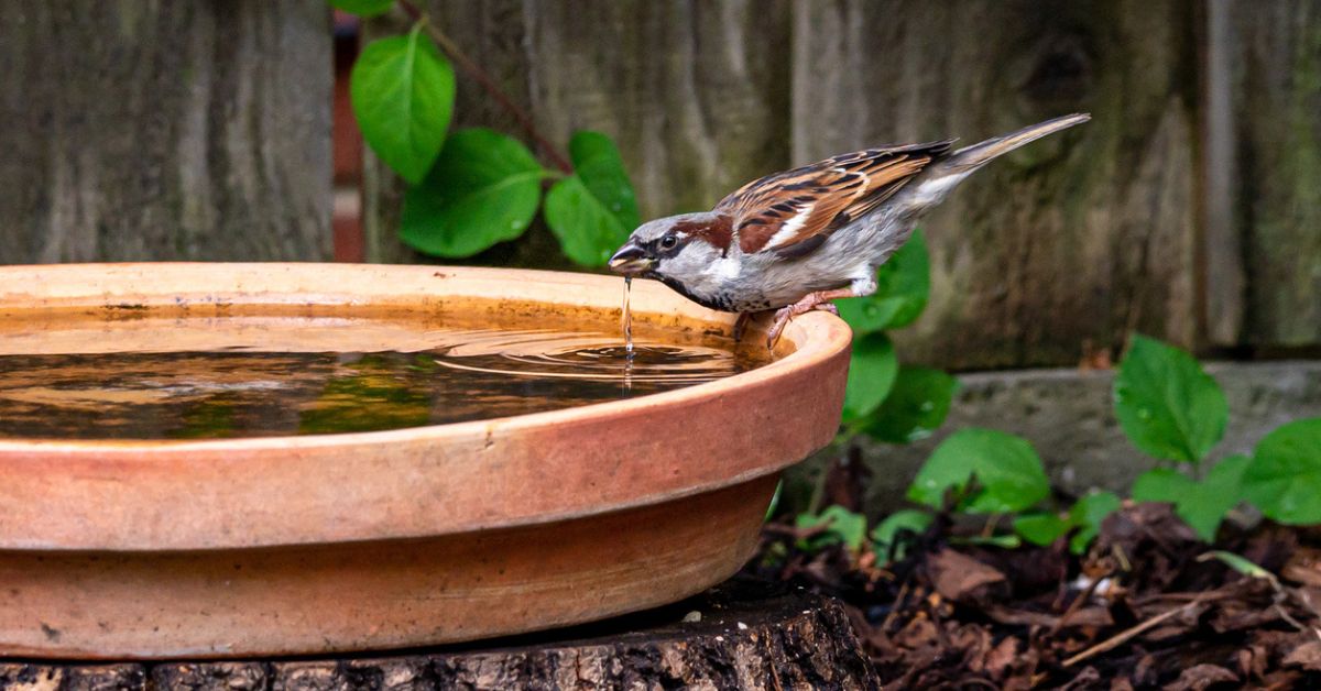 Pour aider les oiseaux, installez-leur un abreuvoir avec nos 3 idées de récup’