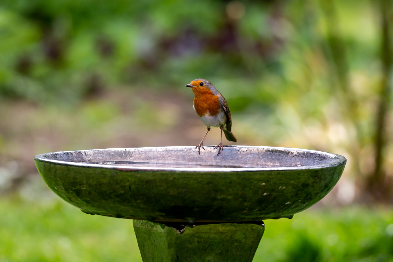 Wildlife Home Abreuvoir Oiseaux Suspendu XL Pour Balcon – Bain D'Oiseaux Résistant Gel 30 Cm – Support Balustrade Solide