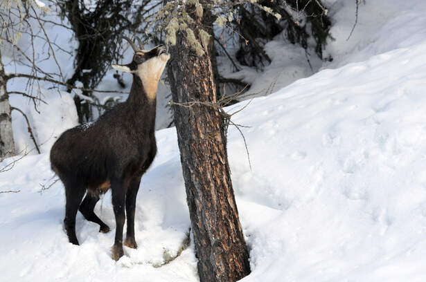 chamois