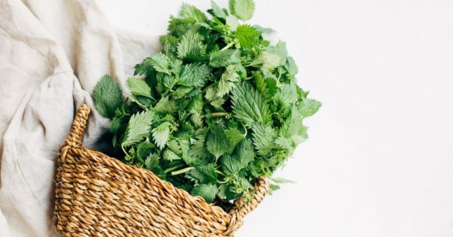 Recettes beauté : offrez-vous un bouquet d'orties ! Recettes beauté : offrez-vous un bouquet d'orties !
