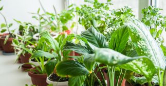 Les soins à apporter aux plantes d'intérieur en juin Les soins à apporter aux plantes d'intérieur en juin