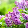 La bouture du mois de juin : multiplier les lilas ! La bouture du mois de juin : multiplier les lilas !