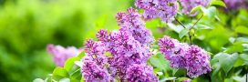 La bouture du mois de juin : multiplier les lilas !
