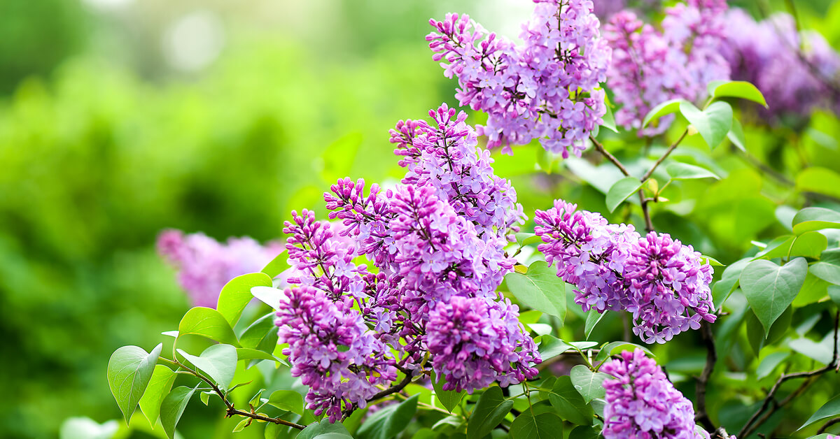La bouture du mois de juin : multiplier les lilas ! La bouture du mois de juin : multiplier les lilas !