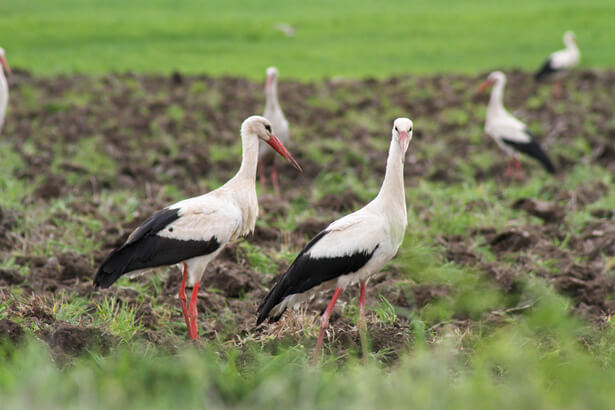 cigogne blanche