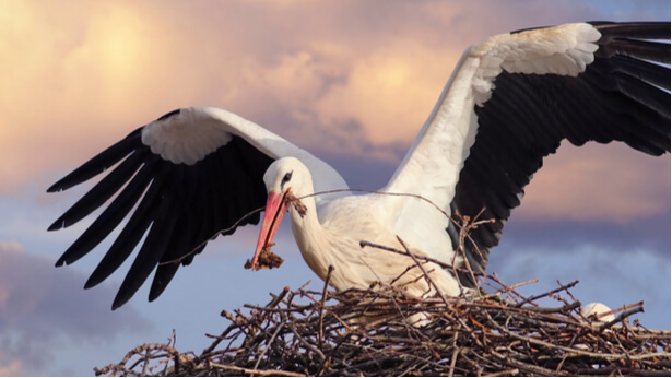 cigogne blanche