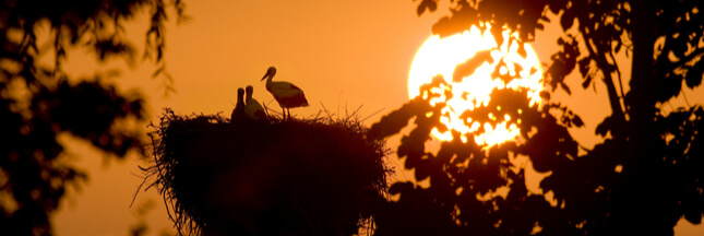 cigogne blanche