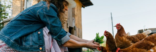 construire un poulailler
