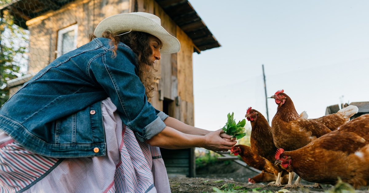 Conseils et astuces pour construire un poulailler dans son jardin Conseils et astuces pour construire un poulailler dans son jardin