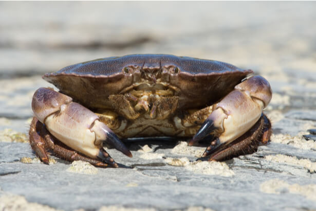 crabe tourteau