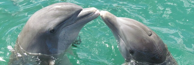 Si les humains vivaient comme des dauphins...