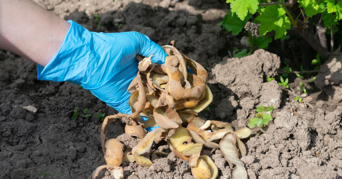 Comment utiliser vos épluchures au potager