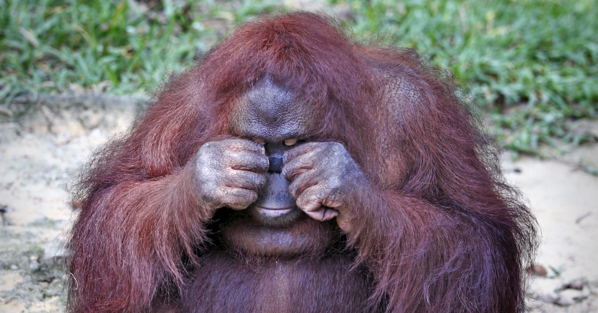 La 6e extinction de masse s'accélère dramatiquement