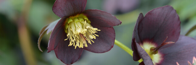 Élégantes et mystérieuses, les plus belles fleurs noires (ou presque)