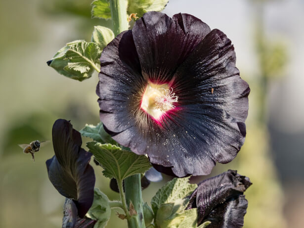 fleur noir