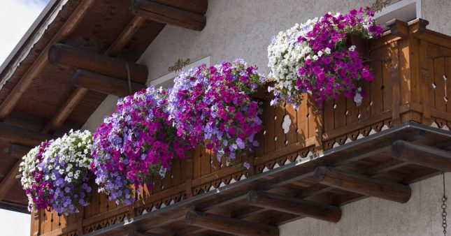 6 fleurs de balcon qui durent longtemps !