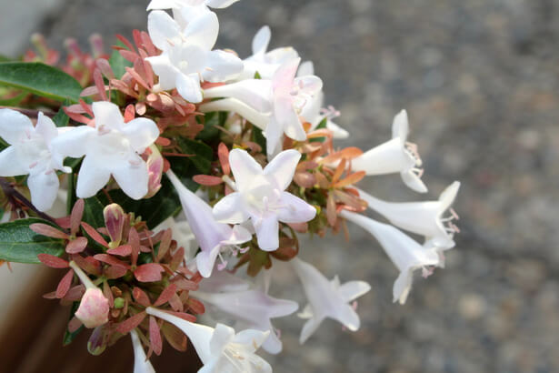 fleurs de balcon