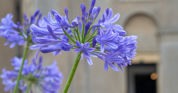 fleurs de balcon