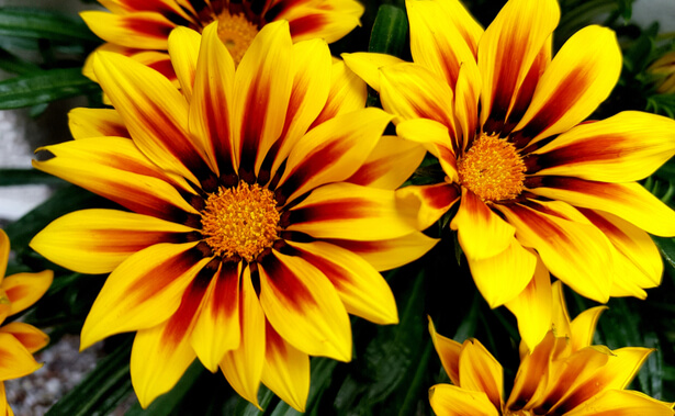 Six fleurs de balcon qui durent longtemps ! Fleurs-de-balcon-gazanias_shutterstock_1429419638