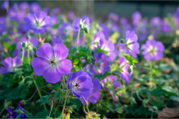 fleurs de balcon