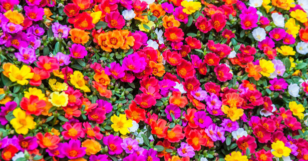 fleurs de balcon