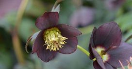 Élégantes et mystérieuses… les plus belles fleurs noires (ou presque)