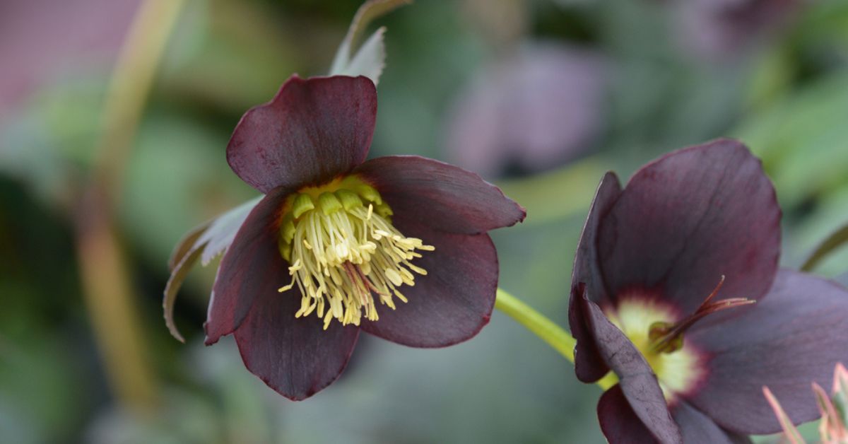 Élégantes et mystérieuses… les plus belles fleurs noires (ou presque)