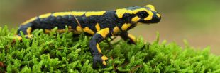 Dans la famille biodiversité ordinaire, protégeons la salamandre
