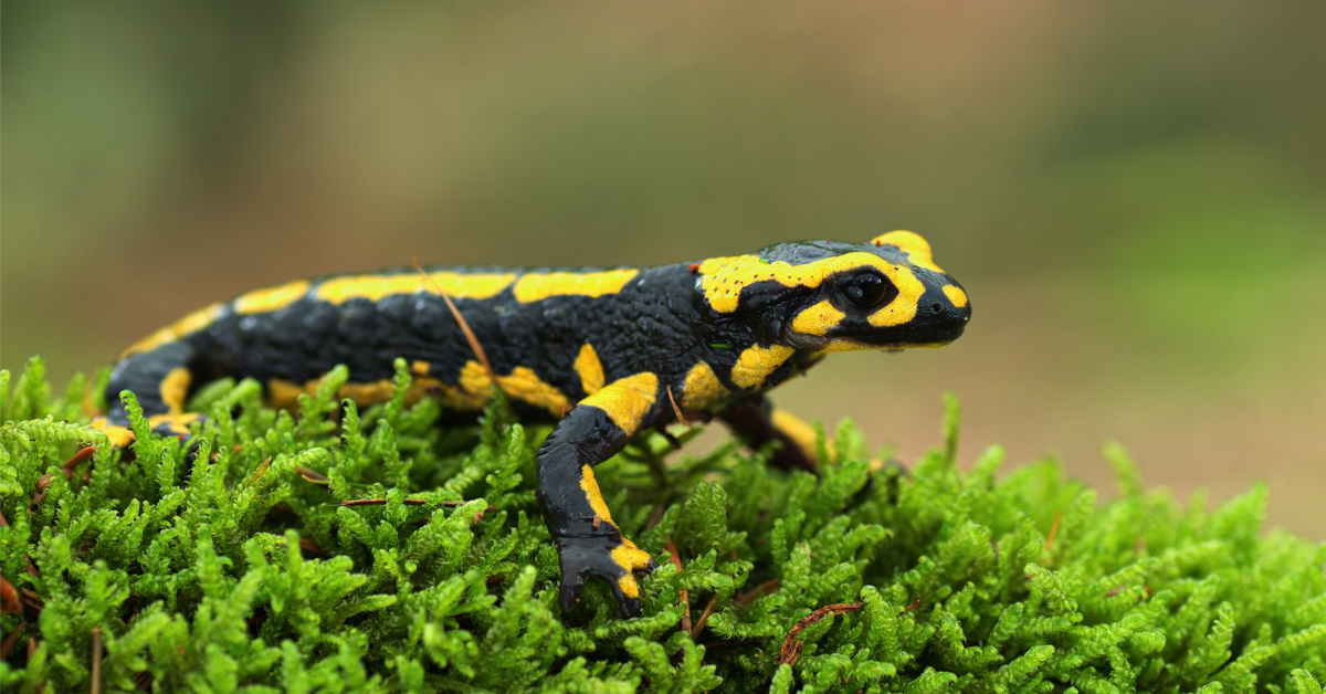 Dans la famille biodiversité ordinaire, protégeons la salamandre Dans la famille biodiversité ordinaire, protégeons la salamandre