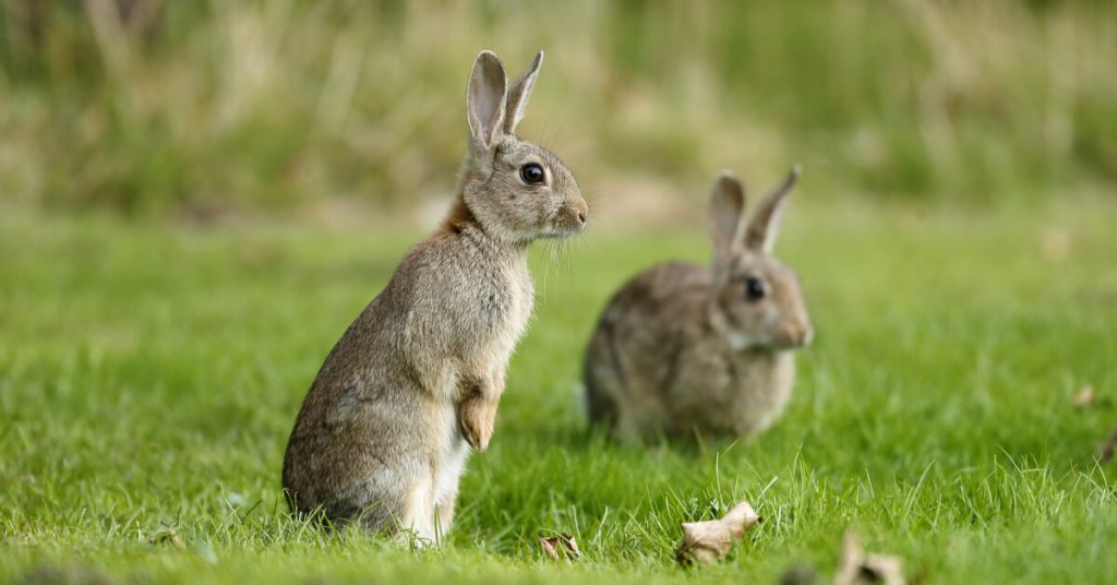 Dans la famille biodiversité ordinaire, protégeons le lapin