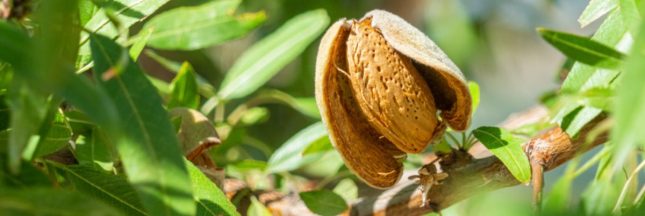 Comment faire germer un noyau d'amande ?