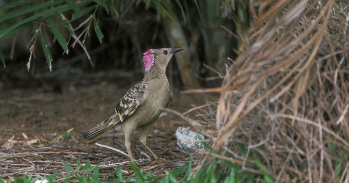 Si les humains vivaient comme des oiseaux jardiniers…